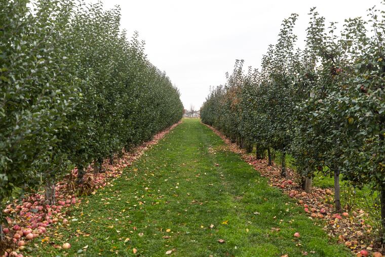 Apples lie on the ground, having fallen from the trees as the pick-your own season comes to an end at Shady Brook Farms in Yardley, Bucks County.