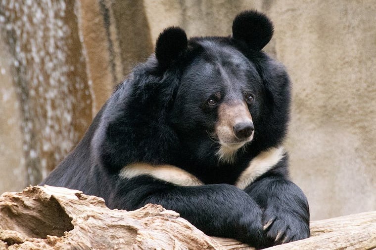 Ben had been at fixture at the Philadelphia Zoo for more than 15 years.