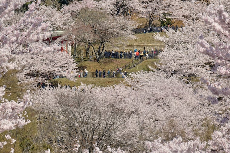 Foreign and national visitors arrive at the entrance of Arakurayama Sengen Park on Wednesday in Fujiyoshida, Yamanashi Prefecture, west of Tokyo.