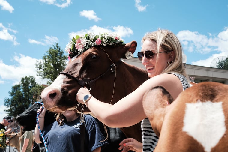 Shakira the cow wins Bradford County's most beautiful dairy cow crown in front of the county courthouse in Towanda, Pa., on June 20.