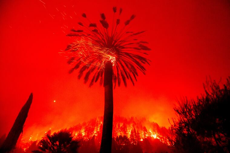 Embers flew from a tree as the Glass Fire burned in St. Helena, Calif. on Sept. 27.