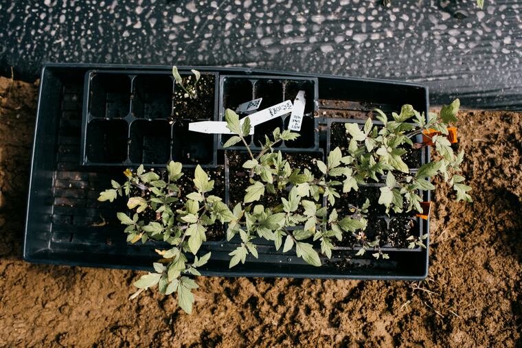 A tray of extra tomato starts sits along one of the rows of recently planted tomatoes at the WVU Organic Farm in Morgantown, W.Va. MUST CREDIT: Kristian Thacker for The Washington Post