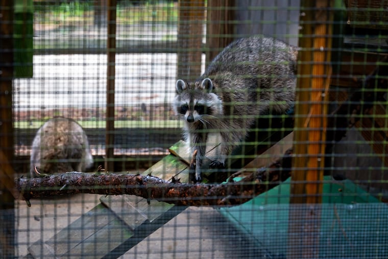 Resident raccoons at Woodford Cedar Run Wildlife Refuge in Medford Monday, Aug. 3, 2026. The refuge cares for thousands of animals each year, including many who are unable to be returned to the wild.