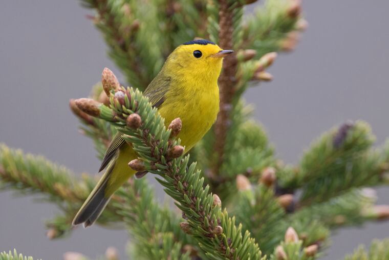 A Wilson's warbler in a photo provided by the U.S. Fish & Wildlife Service. The American Ornithological Society announced Nov. 1 that it would review and rename birds to dissociate the animals from namesakes with problematic pasts.