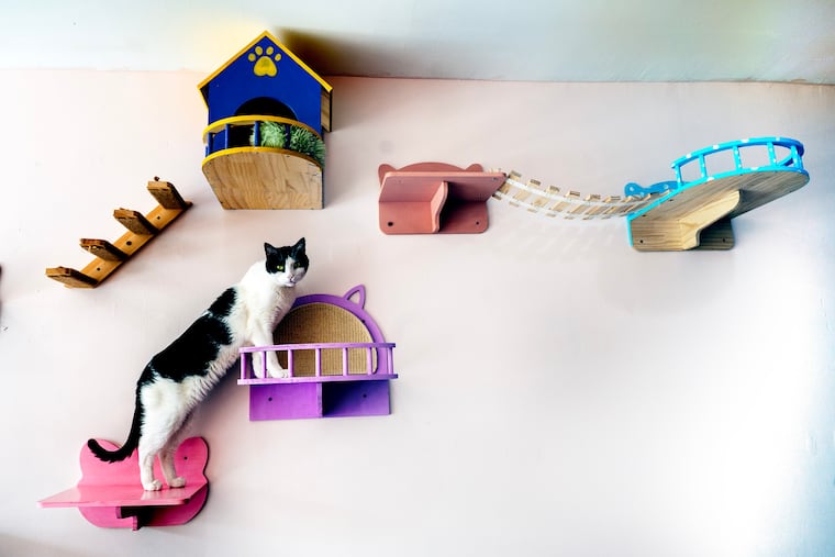 Cats climb on the wall at the Catmosphere Cafe & Lounge Thursday, July 16, 2026. Collingswood's first cat cafe recently opened downtown.