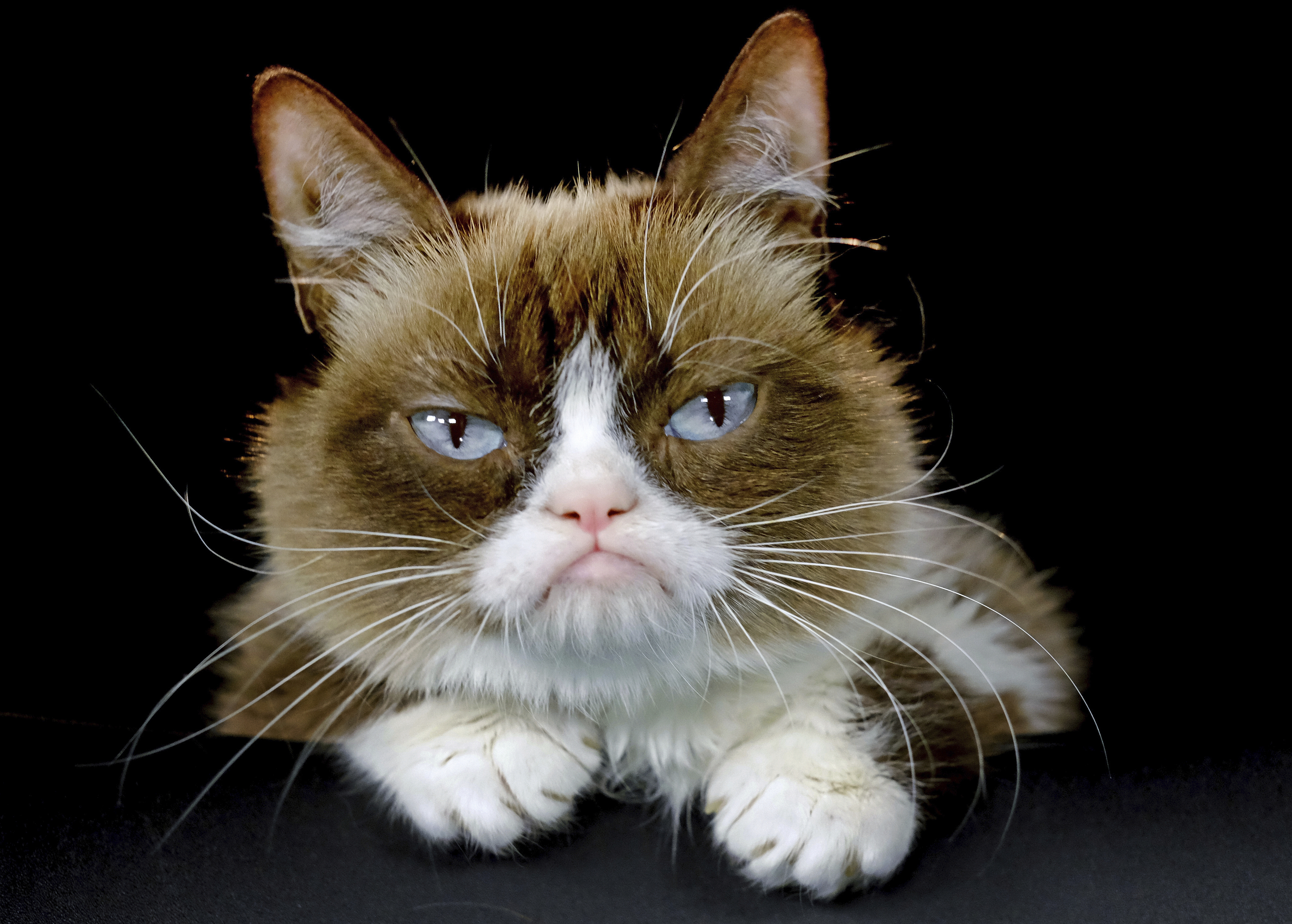 This 2015 file photo shows Grumpy Cat posing for a photo in Los Angeles. Grumpy Cat, who became an internet sensation, has died at age 7, according to her owners.