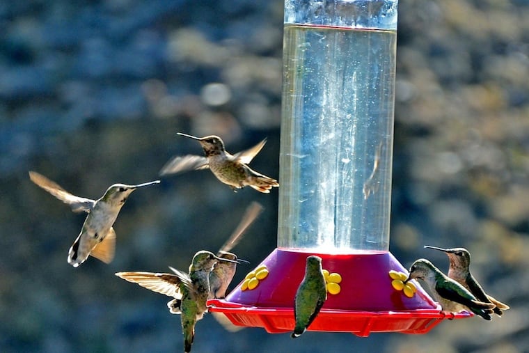 Hummingbirds congregate at a bird feeder filled with sugar water.