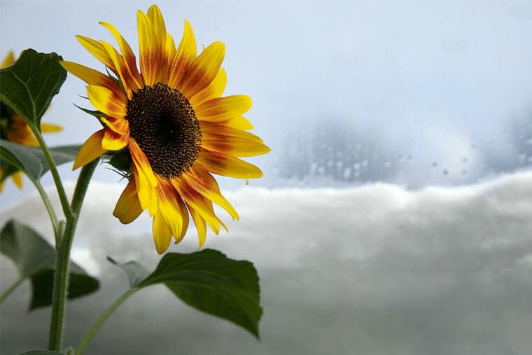 A sunflower at Peace Tree Farm in Kintnersville, Pa. Half of its inventory is headed to the show. Below, a Ramona flower grows in a greenhouse at the farm.