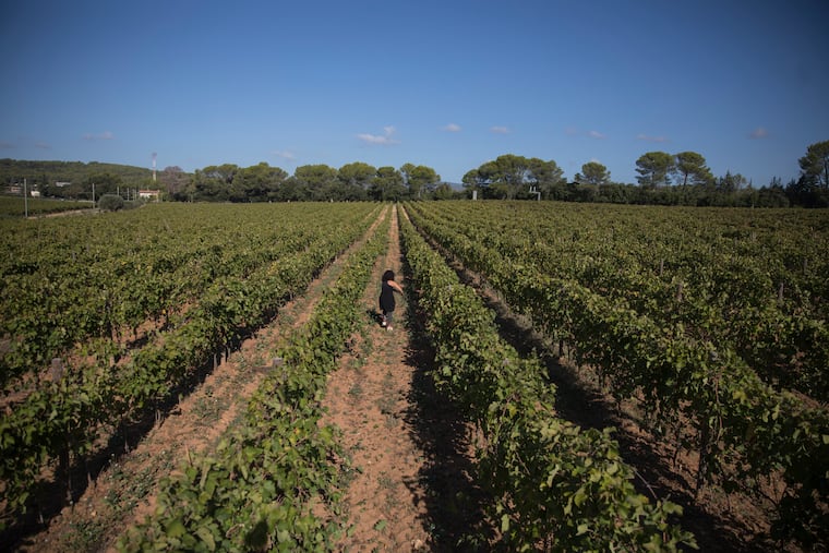 A worker tends to a vineyard in the southern France region of Provence.