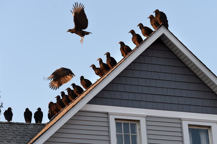 Turkey vultures and black vultures land on the roof of a home on Grant Street in Mount Holly. Hundreds roost in the town each winter.
