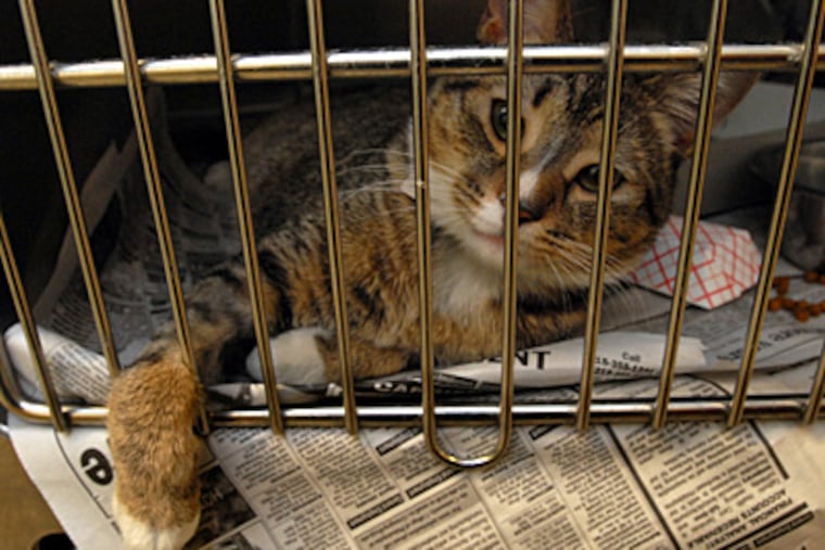 Noel, who has only three legs, waits in a cage to be adopted at the PSPCA Animal Shelter in Philadelphia. (April Saul / Staff Photographer)