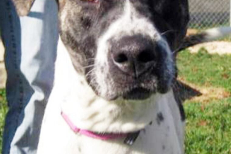 Sadie is a year-old pit bull-terrier mixture.