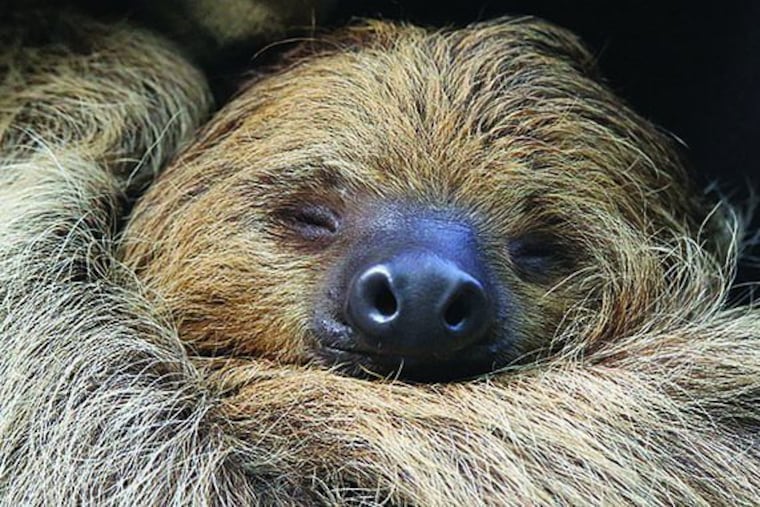 Find live sloths hanging from a canopy of trees inside the Academy of Natural Sciences' forthcoming exhibition, "Survival of the Slowest."