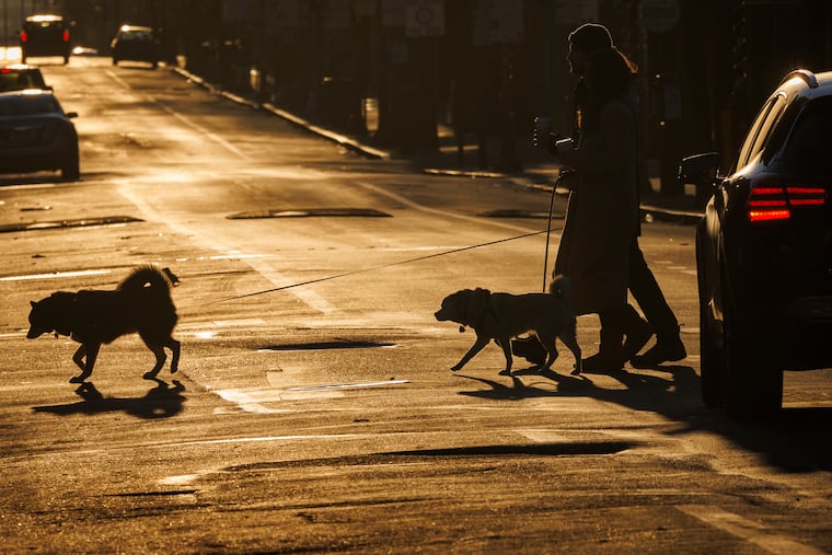 Dogs out for a morning walk along South Street at S. 5th Street in March of last year. Tristan Potter writes that years ago he'd interact with other people who were walking their dogs down the same streets, but now everyone is interacting with their smartphones instead.
