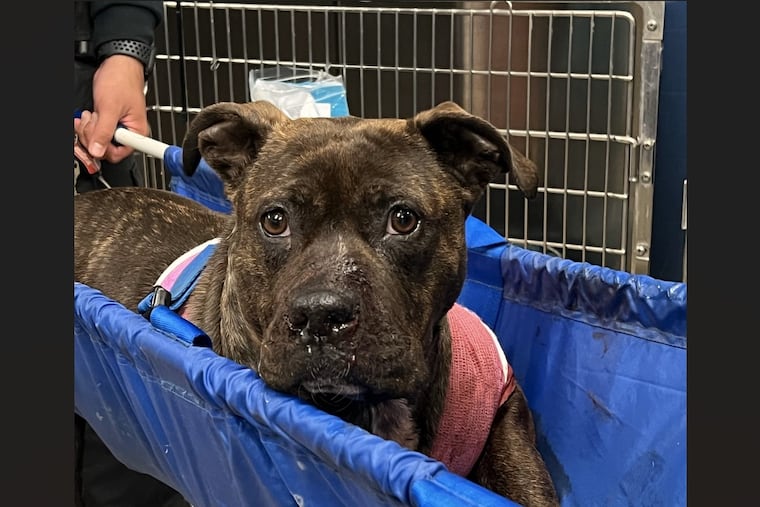 The PSPCA is asking for the public's help in identifying who shot a dog, now named Alexia, in the city's Kingsessing section Monday night.