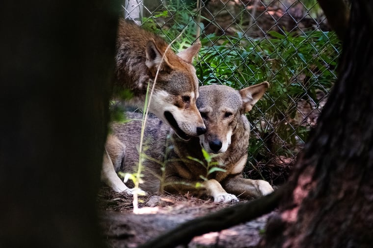 Red wolves are among the most endangered species on the planet. But nearly two dozen pups born in North Carolina this spring offer hope for their future.
