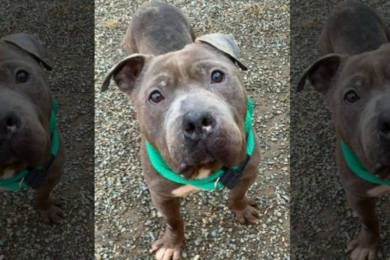 Animal shelter ACCT Philly is offering $2,500 for information on missing pit bull Max. The dog was last seen at the shelter on Dec. 2.