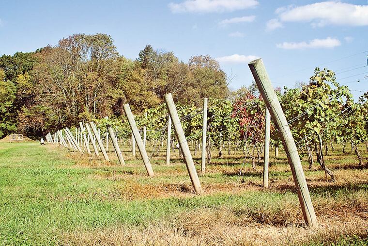 Rows upon rows of grape vines ripen in the autumn sun to be made into wine. Buckingham Valley Winery, Buckingham, PA. October 5, 2014. Daily News Staff / Randi Fair