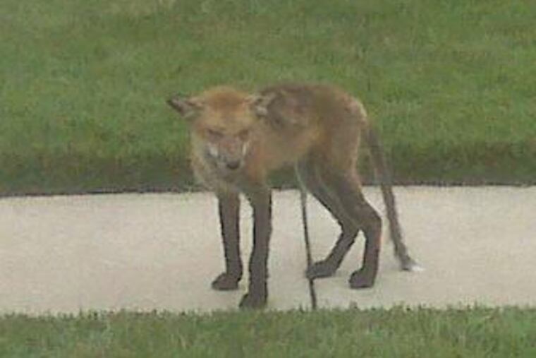 A photograh of the animal seen in the Countryside Farms section of Mount Laurel. It appears to be a red fox with mange, according to Michael Ginder, director of Woodford Cedar Run Wildlife Refuge in Medford.