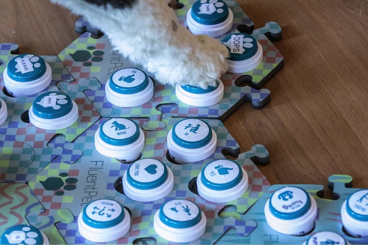 A 14-month old sheepadoodle, taps a button on aboard in response to a question her owner asked. (Ellen M. Banner/The Seattle Times/TNS)