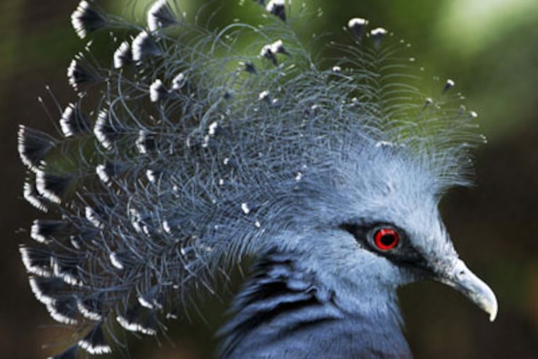 A Victoria crown pigeon at the new McNeil Avian Center at the Philadelphia Zoo, opening Saturday. (LAURENCE KESTERSON / Staff Photographer)