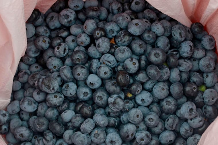All the blueberries you can pick for $5, at the Franklin Parker Preserve, New Jersey Conservation Foundation's largest preserve, known mostly for its history of cranberry cultivation, it also contains some large, previously cultivated blueberry fields. ( TOM GRALISH / Staff Photographer )