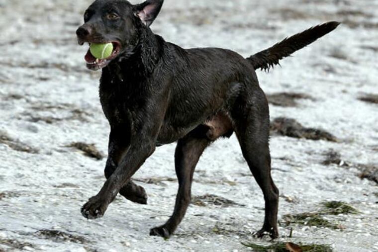 In this Tuesday, Dec. 18, 2012 photo, "Strider," a Chocolate Labrador Retriever, runs with a tennis ball back to owner Sarah Ranes, on a dog friendly beach at Fort DeSoto Park in St. Petersburg, Fla. (AP Photo/Chris O'Meara)