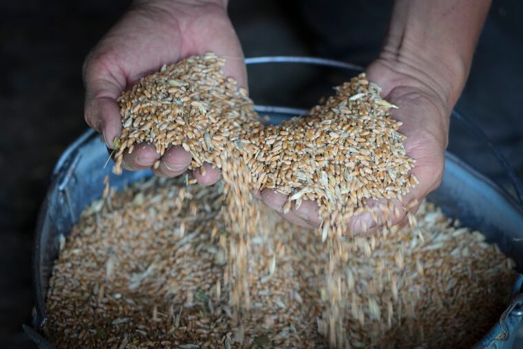 Farmer Serhiy shows his grains in his barn in the village of Ptyche in eastern Donetsk region, Ukraine.