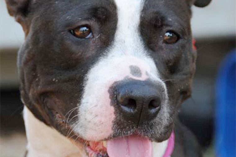 Summer is a 2-to-4-year-old pit-bull-terrier mix.