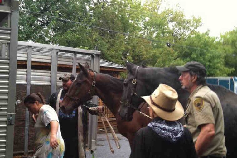 Fred Lanke, owner of Harrisburg Carriage Co., helps evacuate horses from an island in the middle of the Susquehanna.
