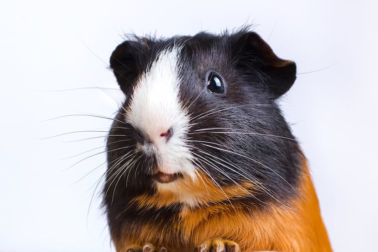 In remote Peruvian villages, traditional healers use guinea pigs to diagnose and treat pneumonia.