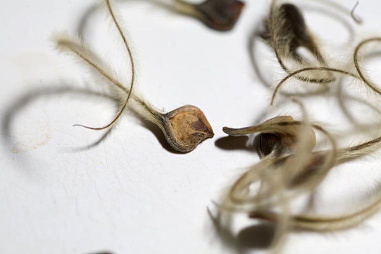 Seeds of Clematis texensis (Texas leatherflower), collected by Gene Spurgeon. It’s the season to look for dried flowers whose seeds can be cleaned, dried, labeled, and stored for planting next year.