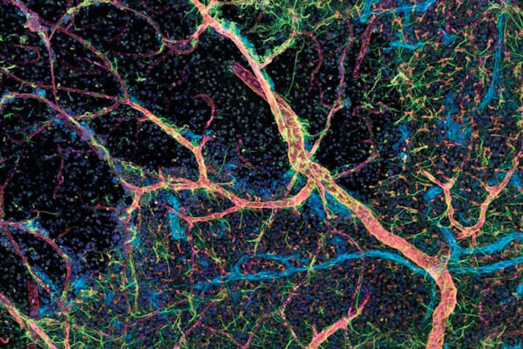 Drexel engineers Eric Wait and Andrew Cohen have created software to create ultra high sub-cellular resolution imaging which allows biologist to better track the development of stem cells. Here, the magenta "tubes" show blood cells, and the small roundish blue/grey circles are individual nuclei of cells. (Courtesy of Eric Wait)
