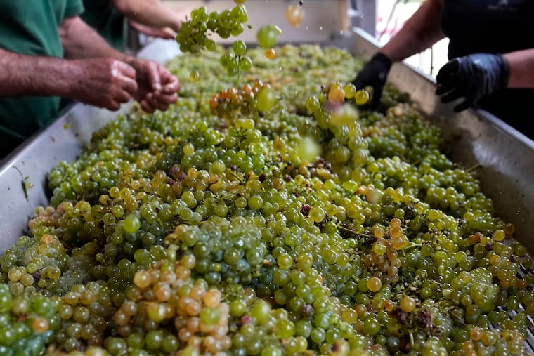 Workers check sauvignon blanc grapes at a vineyard near Bordeaux, France.