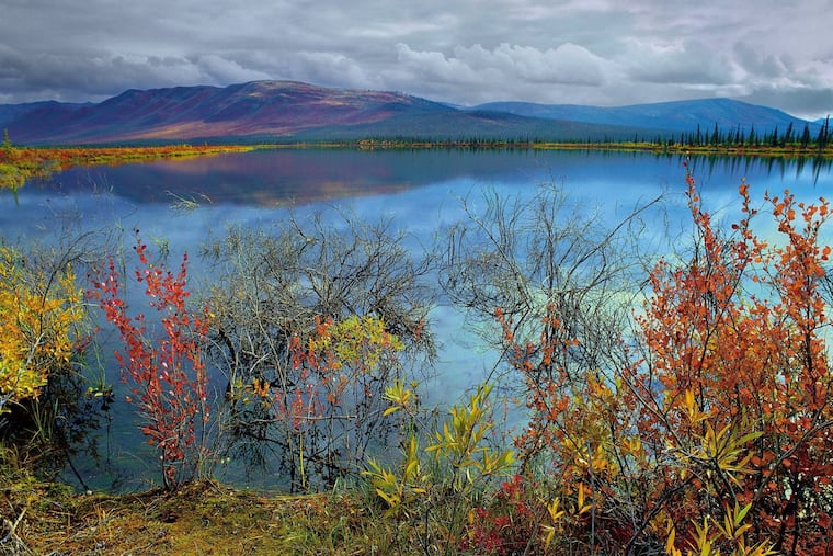 The Arctic National Wildlife Refuge in Alaska is in danger of being opened to oil and gas drilling.