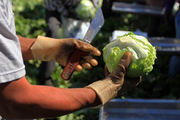 Taylor Farms expands iceberg lettuce recall to 27 states, including Pa. and N.J. Taylor Farms expands iceberg lettuce recall to 27 states, including Pa. and N.J.
