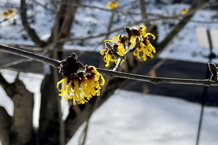 A blooming witch hazel shrub at the Morris Arboretum.