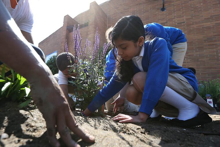 Fourth grader Ashley Salas-Rosas, 10, helps with the planting of flowers outside the Katz Dalsey Academy in Camden. Once complete, butterflies were released into the garden. (DAVID MAIALETTI / Staff Photographer)