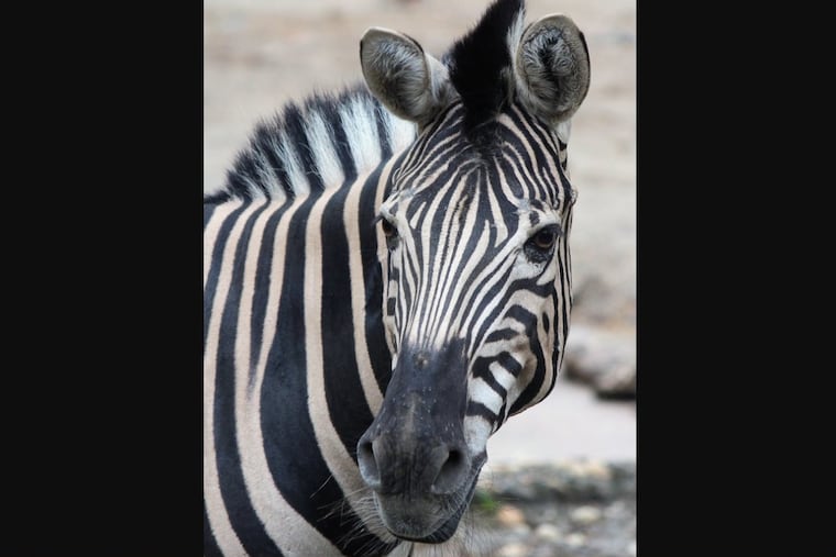 Laura, a 24-year-old Burchell's zebra, who spent most of her life at the Philadelphia Zoo, has died, the zoo said in a statement.