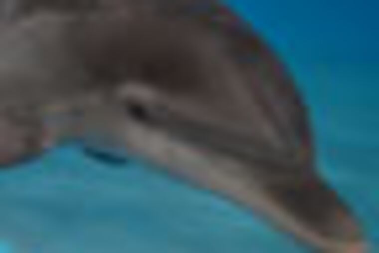 This photo from the Audubon Nature Institute shows stranding coordinator Suzanne Smith watching a 2 ½-year-old male dolphin on Sept. 6, 2012, at the Audubon Aquatic Center in New Orleans, where the dolphin spent six months in rehabilitation. He was found on March 6, 2012, stranded and blistered from sunburn, on a mud flat off Grand Isle. Because a hearing test found that he was deaf and could not survive in the wild, he will be taken on Tuesday, Sept. 11, to the Institute for Marine Mammal Studies in Gulfport, Miss. (AP Photo/Audubon Nature Institute, Katie Smith)