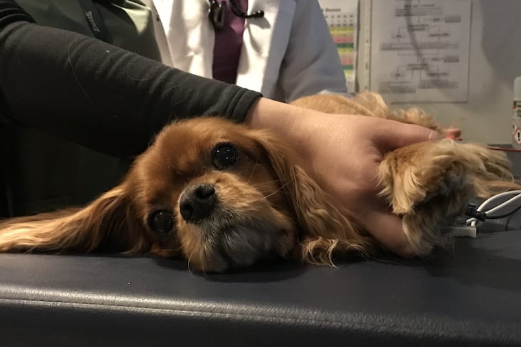 Sophie, a Cavalier King Charles spaniel owned by Jeanne Navratil, waits patiently while undergoing an echocardiogram at the Veterinary Specialty and Emergency Center in Levittown, Bucks County to check on the progress of her mitral valve repair done at a clinic in France.
