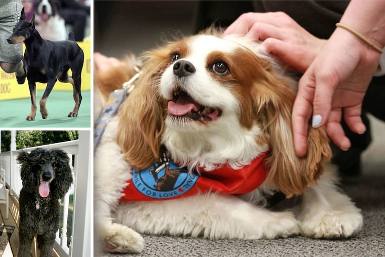 Humans have shaped the brains of dogs through centuries of breeding, say researchers who conducted MRI scans of 62 animals. Among the breeds studied were (clockwise from upper left) the Doberman pinscher, the Cavalier King Charles spaniel, and the standard poodle.