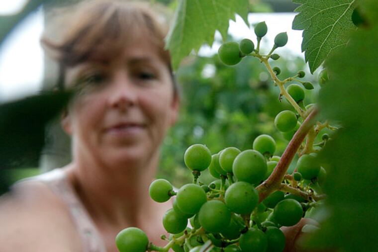 Owner Penni Heritage examines grapes at Heritage Vineyards, in Mullica Hill. (LUKE RAFFERTY / Staff Photographer)