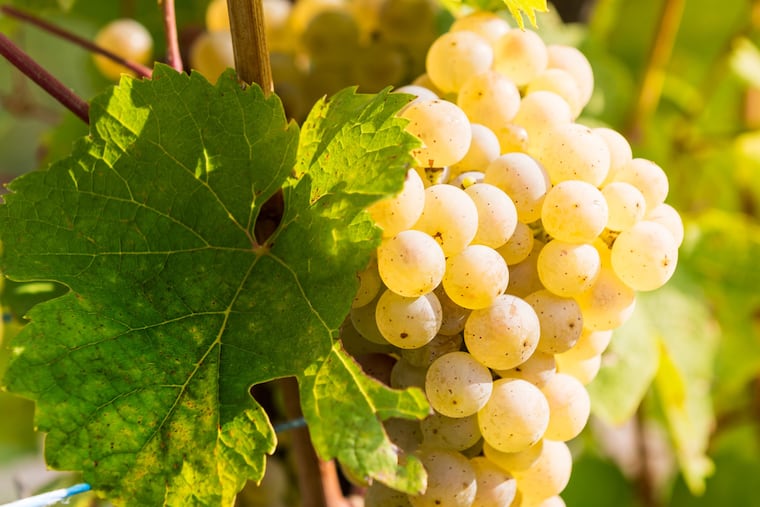 Pinot gris grapes — also called 'pinot grigio' — hang on a vine.