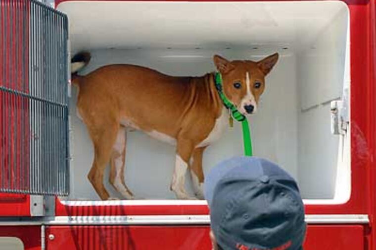 A Pennsylvania SPCA worker tries to coax a reluctant basenji from the truck after its arrival in Philadelphia.