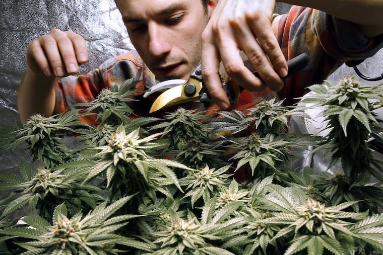 James MacWilliams prunes a marijuana plant that he is growing indoors in Portland, Maine. Vermont Gov. Phil Scott on Monday, Jan. 22, 2018, signed the state’s marijuana bill into law, making Vermont the first in the country to authorize the recreational use of the substance by an act of a state legislature.