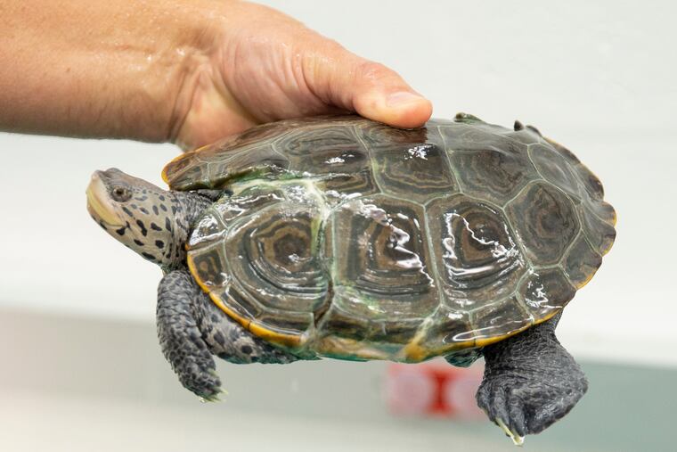 Stockton Animal Lab Supervisor, John Rokita, points out repairs made to two different terrapin turtles shell's in Galloway, NJ, on Friday, October 2, 2020.
