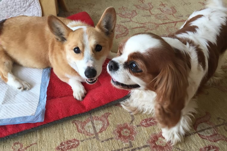 Ruby (left) with her bff, Peach.