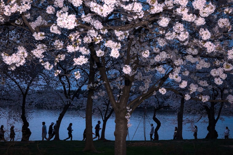 People walk among the cherry blossom trees along the Tidal Basin on the National Mall on Thursday.