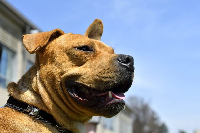Spackle, once homeless and facing death in Texas, has found a new life, thanks to two Arcadia University students. Spackle spent last Friday on the Glenside campus.
